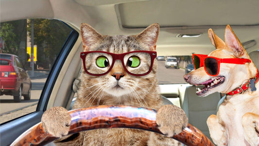 Eco friendly pet food delivery vs pickup comparison Kooky Kibble