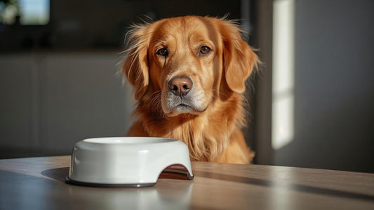Got a Picky Eater at Home? Here’s How to Make Mealtimes More Exciting (Without the Fuss) - Kooky Kibble NZ