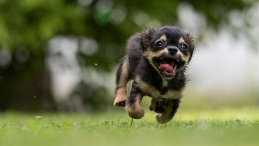 Kooky Kibble affordable dog food made from imperfect dog biscuits