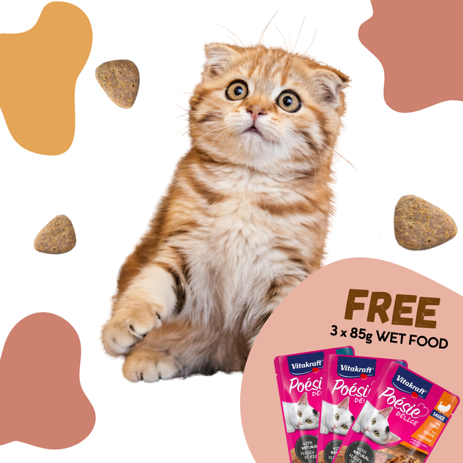 Find The Best Deals On Kooky Kibble Affordable Dog Cat Food NZ find-the-best-deals-on-kooky-kibble-affordable-dog-cat-food-nz