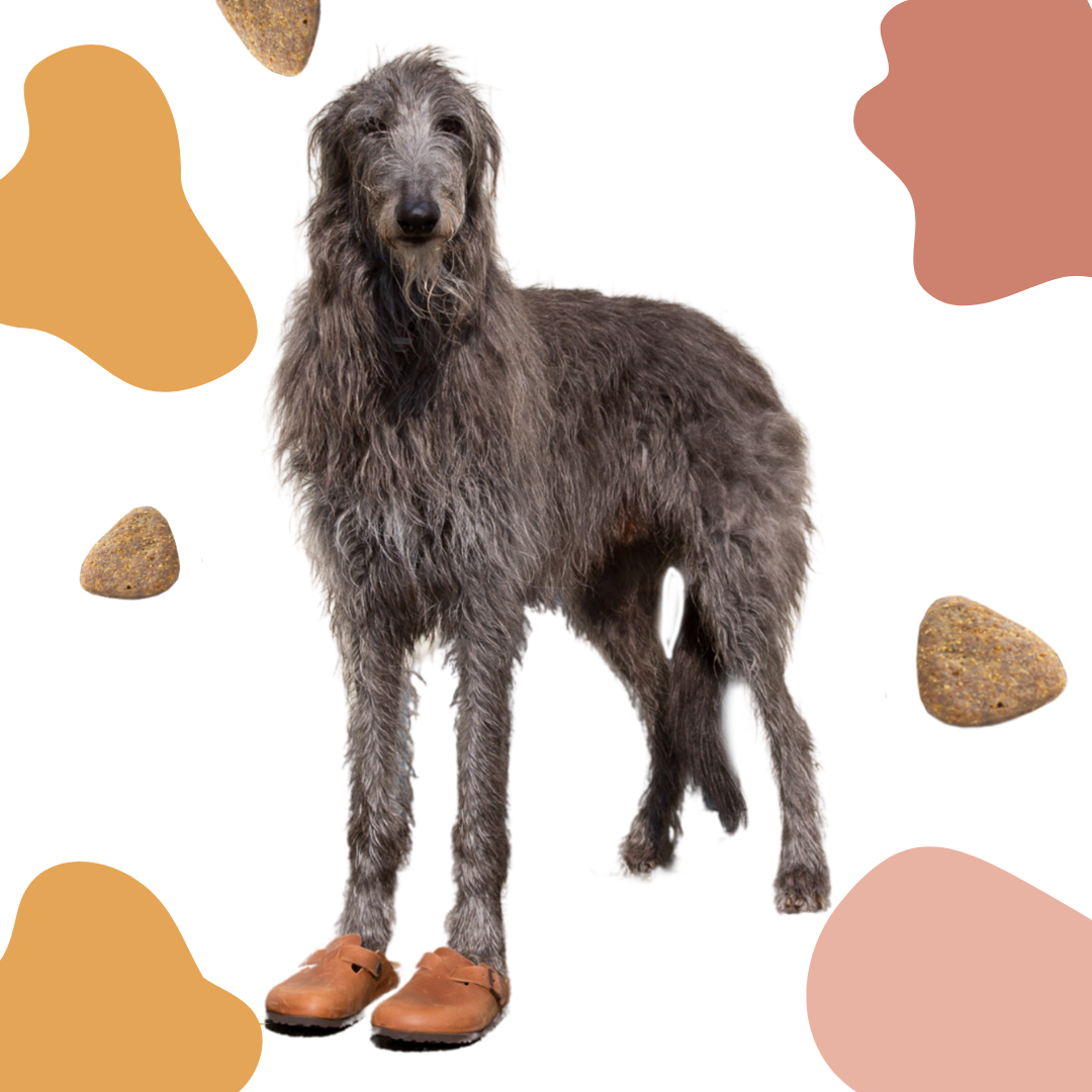 Kooky Kibble NZ Sustainable Pet Food Made In New Zealand kooky-kibble-nz-sustainable-pet-food-made-in-new-zealand