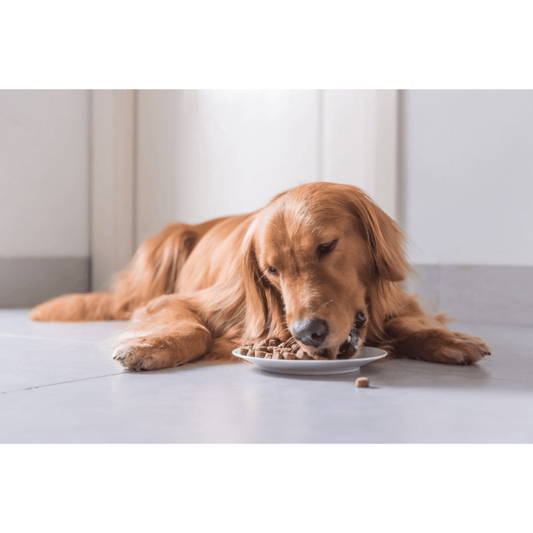 Golden retriever grain free food best sale